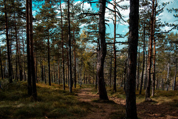 Beautiful forest landscape
