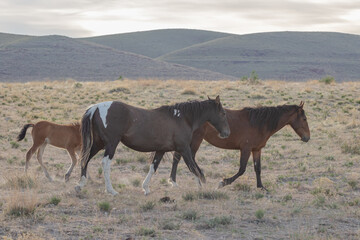 Wild Horses in the Utah Desert