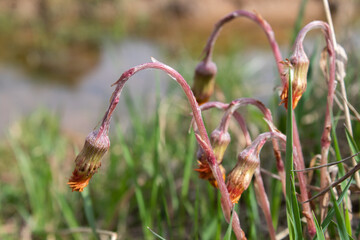 flowers in the grass