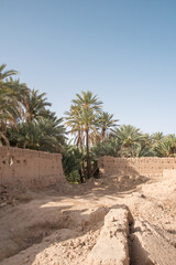 palm trees in the ancient garden