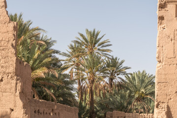 palm tree in the desert