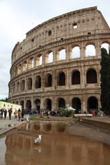Fototapeta na wymiar White pigeon with the background of the Colosseum, travel photo