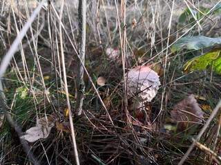 mushrooms