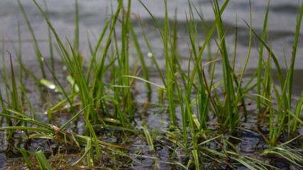 grass and water