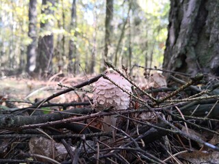 mushrooms