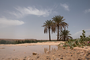 Date palm trees in the desert