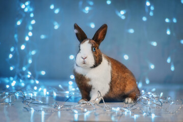 Little rabbit on Christmas on the background of garland lights. Pet at Christmas.