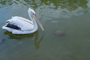 Pelican swims in the pond