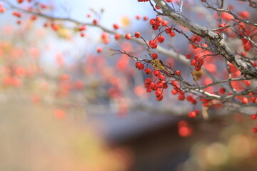 Autumn branch with red berries