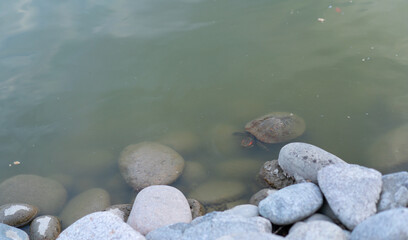 Turtle swimming in the pond