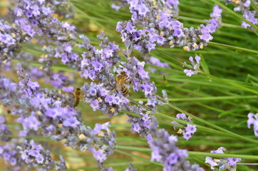 Fototapeta premium Bees on lavender flowers on a sunny day.