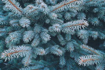 Naklejka na ściany i meble Blue spruce branch close-up, natura new year background