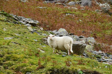 Fototapeta na wymiar A sheep is standing on a hillside covered with yellow and green grass.