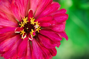 Growing flower on the background of plants