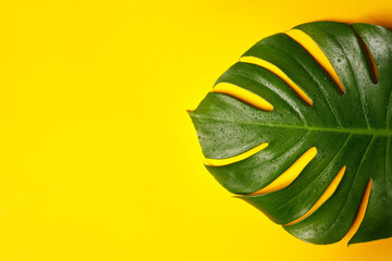 Green leaf on yellow background close up.Creative background.
