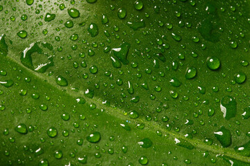 Green leaf with drops of water close up