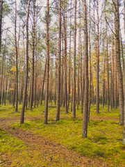 autumn in the forest