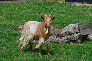 A ginger goat stands on the green grass.