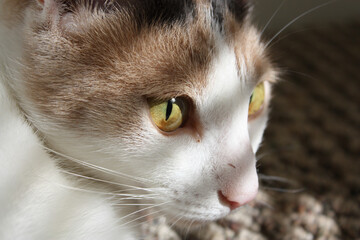 Close up portrait of a calico cat