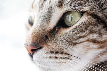 Naklejka na ściany i meble Close up portrait of a tabby cat