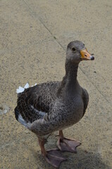 A gray goose is standing on a concrete slab, looking ahead.