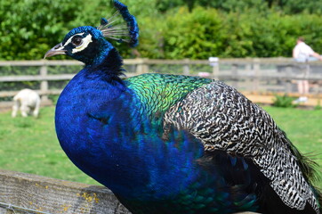 Peacock close-up, against the backdrop of a green lawn.