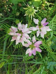 pink and white flowers