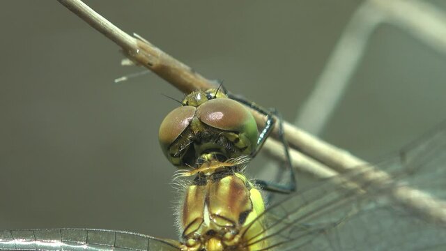 Dragonfly is order Odonata, sitting on dry stem of grass against green water  swamp. Macro a insect in wildlife