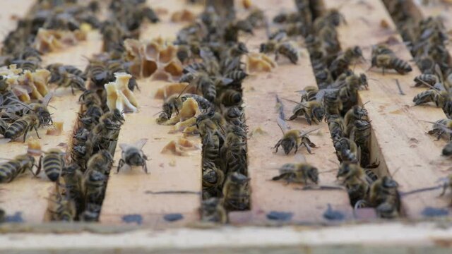 Gros plan sur des abeilles volantes. Ruche en bois et abeilles. 
