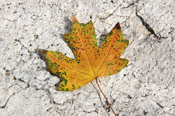 Close-up of yellow maple leaf on white stone texture, top view.