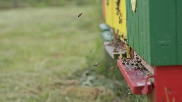 bees in the hive