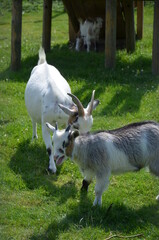 Obraz premium A white goat butts with a gray kid on the green grass.
