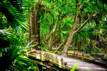 Obraz premium Palm trees leaves lush foliage along wooden boardwalk bridge in marsh in Paynes Prairie Preserve State Park in Gainesville, Florida