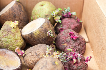 Closeup of mixed potatoes with sprouts in a box ready for planting