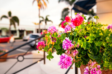 Fototapeta na wymiar Side closeup in Naples, Florida with colorful red pink geranium pelargonium flowers in garden with bokeh background of city downtown