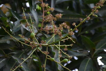 Mango tree, flower and mango growing with branches and leaves