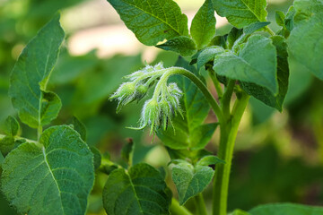 Macro of potato flower buds between leaves