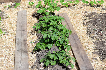 A row of hilled potatoes between a mulch board path