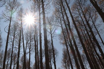 Sunlight dripping through beautiful aspen trees