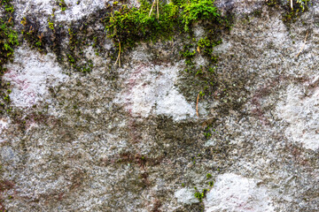 The surface of the bark of a pine tree covered with moss.