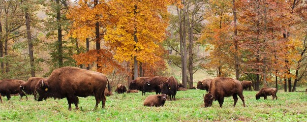 Herd of bison on grass field with autumn leaves in the background.