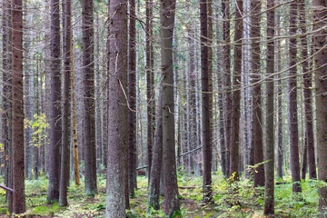 A dense forest of tall, straight, moss-covered pines in northwest Russia.