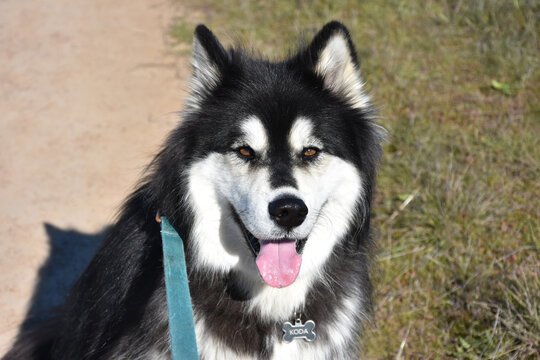 Alaskan-Malamute Images – Browse 310 Stock Photos, Vectors, and