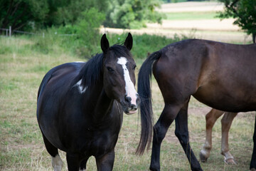Fototapeta premium two horses in a field