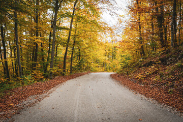 Fototapeta premium forest road in autumn season