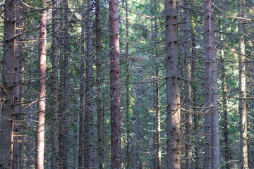Obraz premium A dense forest of tall, straight, moss-covered pines in northwest Russia.