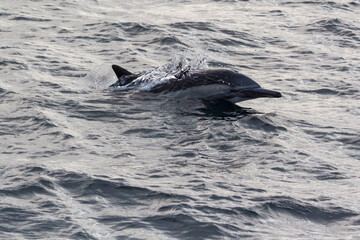 Wild dolphins swimming in the waters outside of Santa Cruz Island in Channel Islands National Park (California).