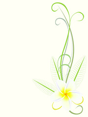 Floral background with flower plumeria frangipani, design element.