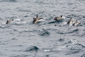 Fototapeta premium Wild dolphins swimming in the waters outside of Santa Cruz Island in Channel Islands National Park (California).