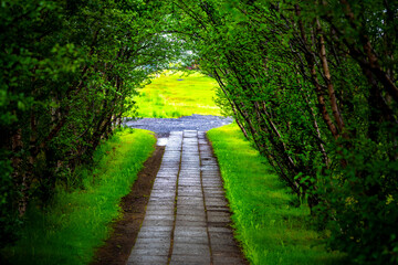 Obraz premium Skaftafell, Iceland green summer landscape footpath trail hiking road with trees tunnel lining path and nobody